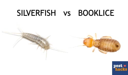 What Do Silverfish Look Like? 6 Bugs That Look Like Silverfish 