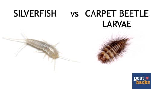 silverfish larvae