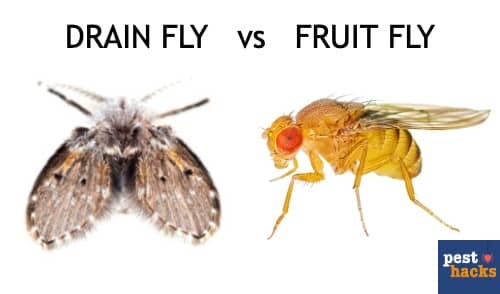 How To Get Rid Of Drain Flies In 3 Easy Steps   Drain Flies Vs Fruit Flies 