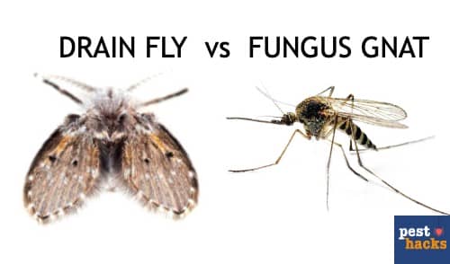 How To Get Rid Of Drain Flies In 3 Easy Steps   Drain Flies Vs Gnats 