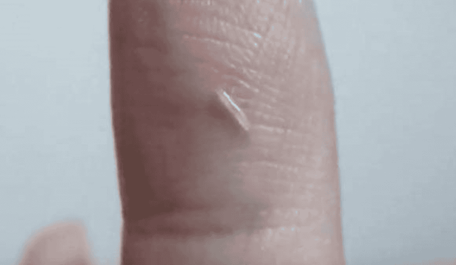 What Do Silverfish Look Like? 6 Bugs That Look Like Silverfish 