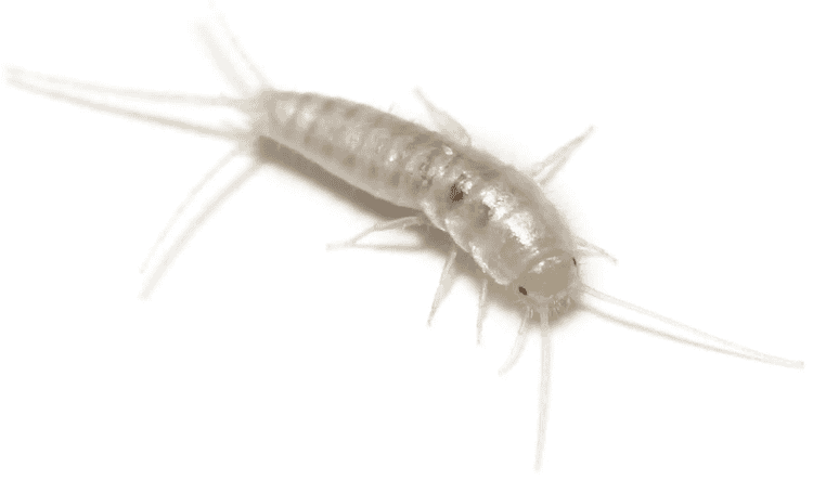 What Do Silverfish Look Like? 6 Bugs That Look Like Silverfish